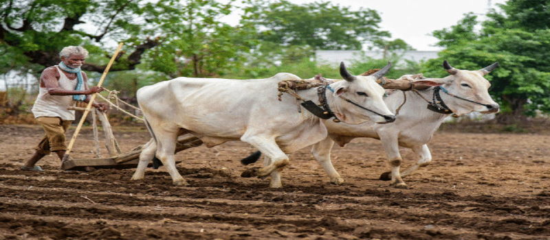 KAPAS Krishi & Paryavaran Anusandhan Sansthan